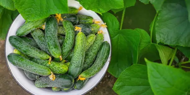 خرید و قیمت خیار سبز بوته ای + فروش عمده